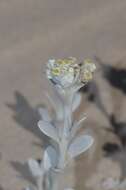 Image of Vellereophyton vellereum (R. A. Dyer) O. M. Hilliard