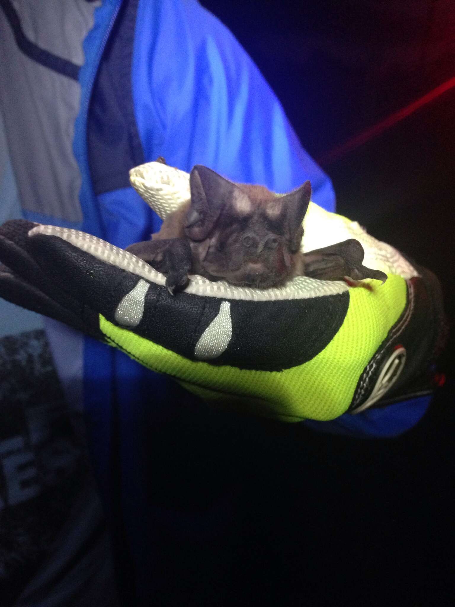 Image of Florida Bonneted Bat