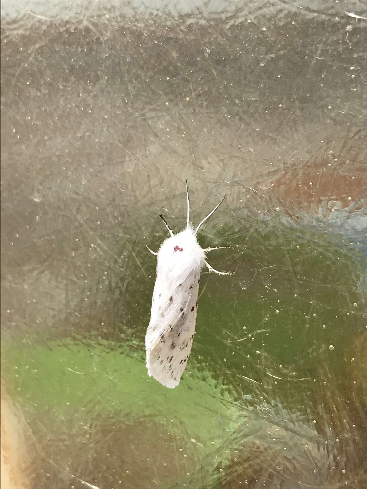 Image of Spilosoma dubia Walker 1855