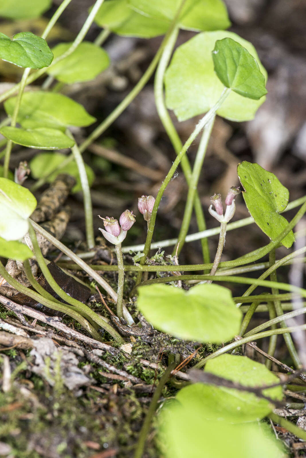 Image of Centella uniflora (Col.) Nannf.