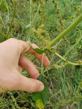 Imagem de Amaranthus tuberculatus var. rudis