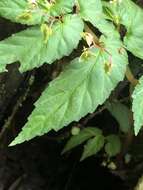 Image of Begonia humilis Aiton