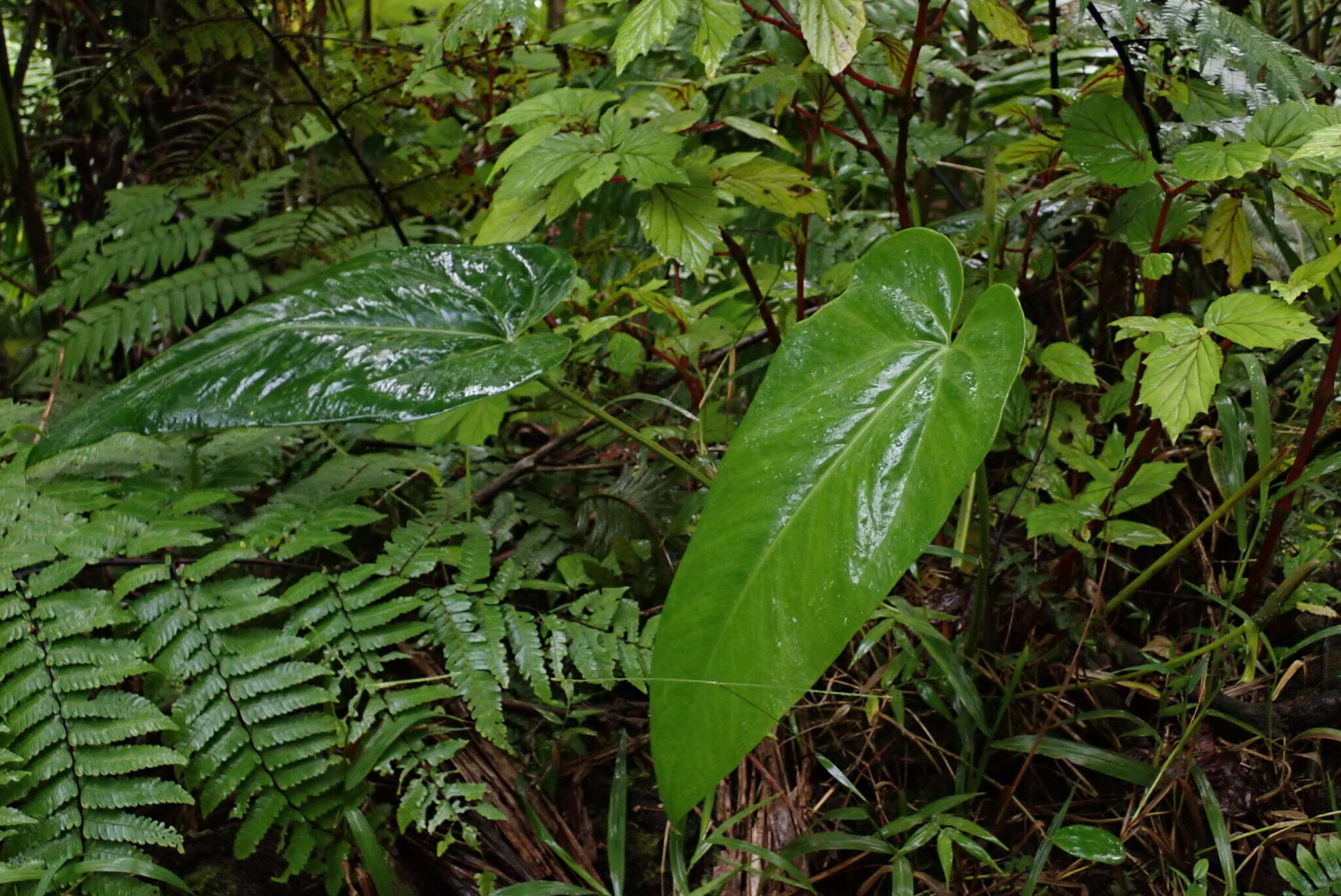 Image of Lengua-de-Vaca