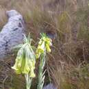 Image of Lithospermum bolivariense Weigend & Nürk