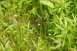 صورة Stellaria graminea L.