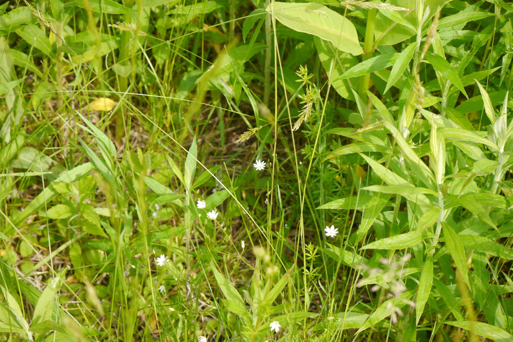 Imagem de Stellaria graminea L.