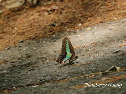 Image of <i>Graphium sarpedon connectens</i>