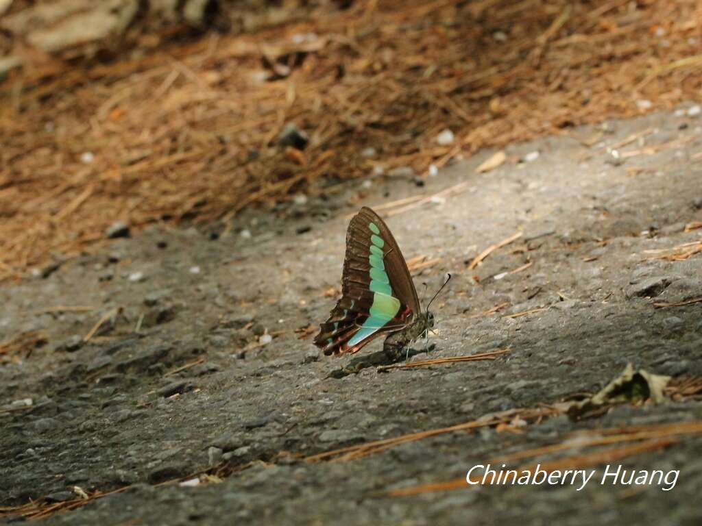 Image of <i>Graphium sarpedon connectens</i>