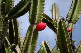 Image of Cereus jamacaru subsp. jamacaru