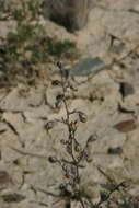 Image of Artemisia anethifolia Weber ex Stechm.