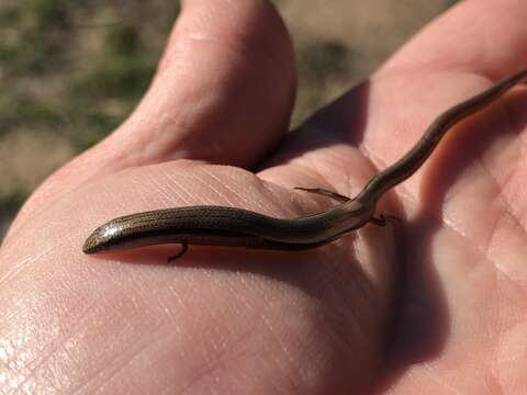 Image of Eastern Mulch-slider