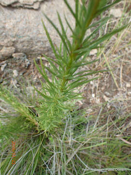 Image de Hebenstretia dura Choisy