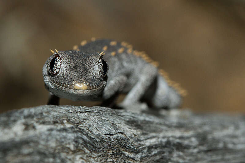 Image of Strophurus krisalys Sadlier 2005