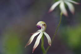 Image of Caladenia testacea R. Br.
