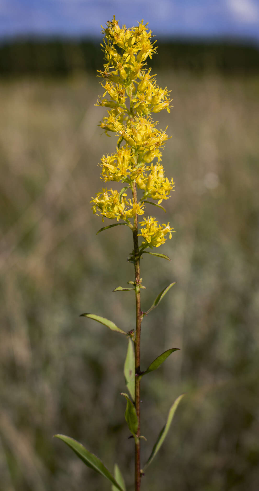 Image of showy goldenrod