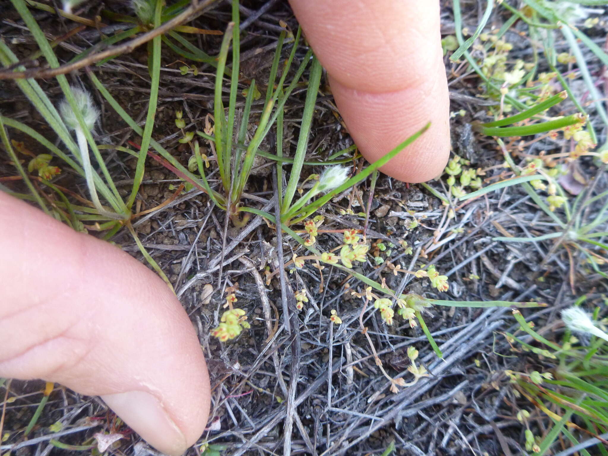 Image of sand pygmyweed