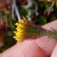 Image of Arctic Squaw-Weed