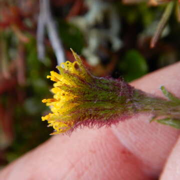 Sivun Tephroseris frigida (Richards.) Holub kuva