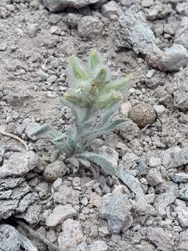 Слика од Oreocarya humilis (A. Gray) Greene