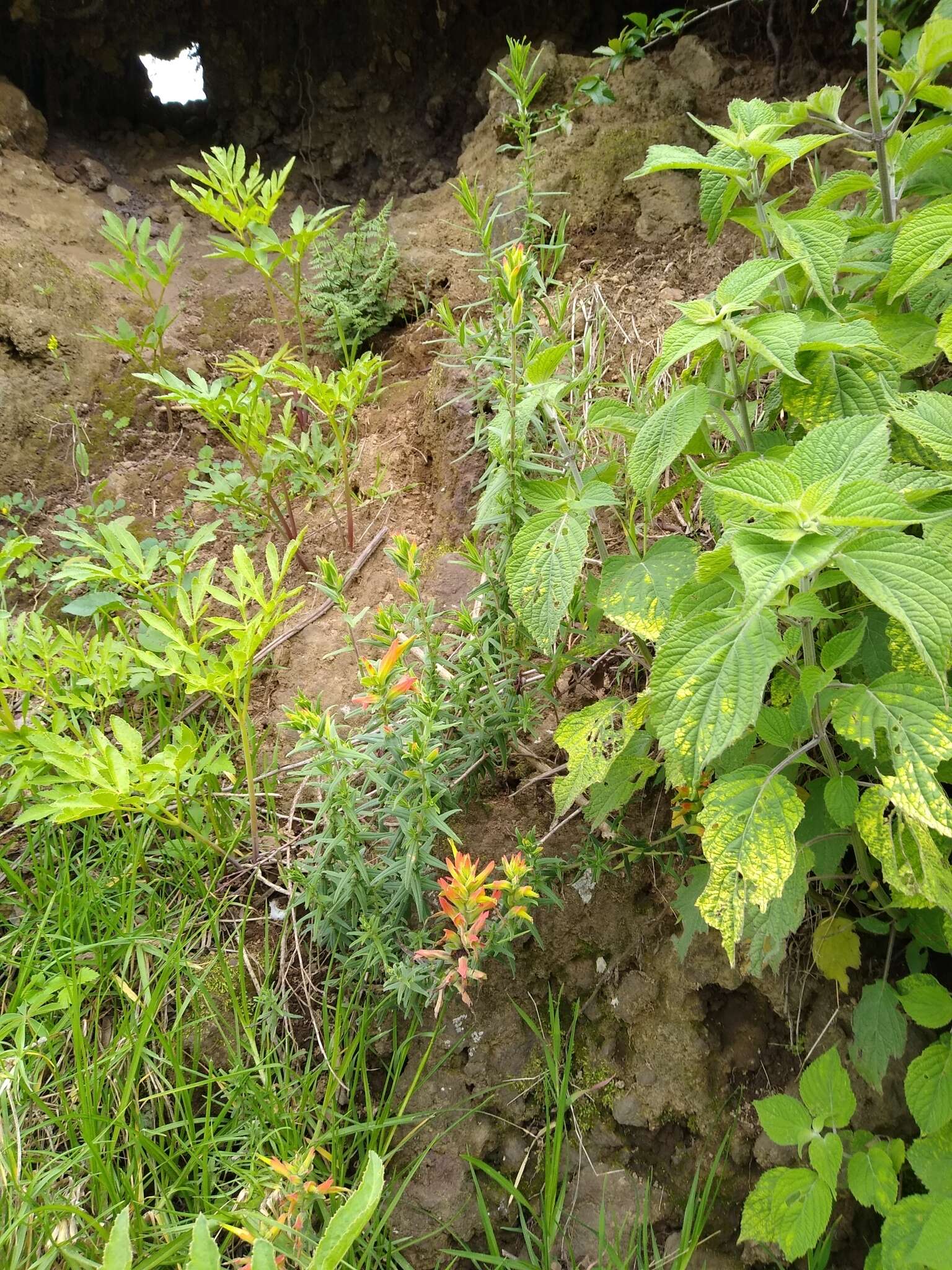 Image of Castilleja tenuiflora var. tancitaroana (G. L. Nesom) J. M. Egger