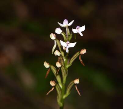 Cynorkis rosellata (Thouars) Bosser的圖片