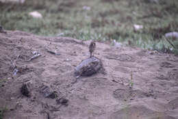 Image of Peruvian Pipit