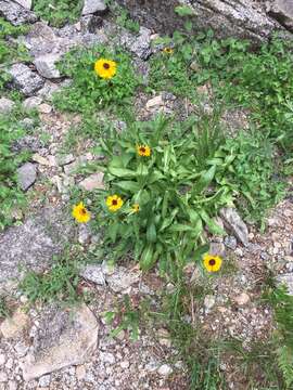 Image of Bigelow's sneezeweed