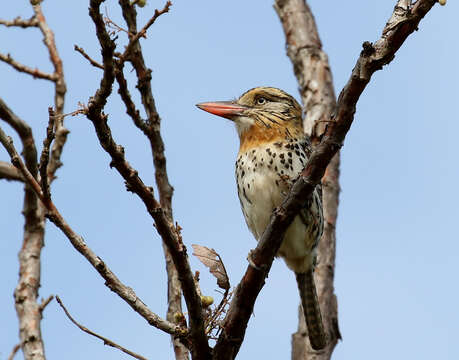 Nystalus maculatus (Gmelin & JF 1788) resmi