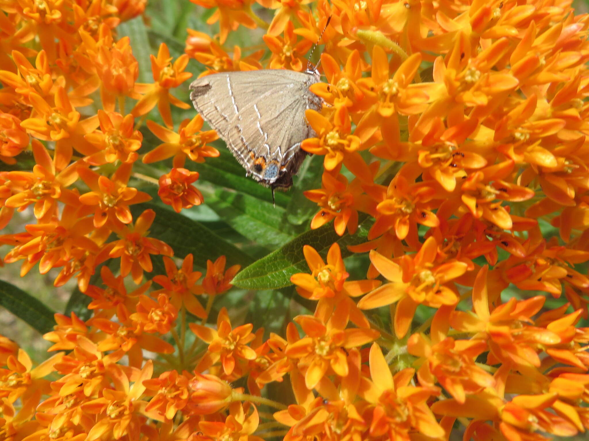 Image of <i>Satyrium favonius ontario</i>