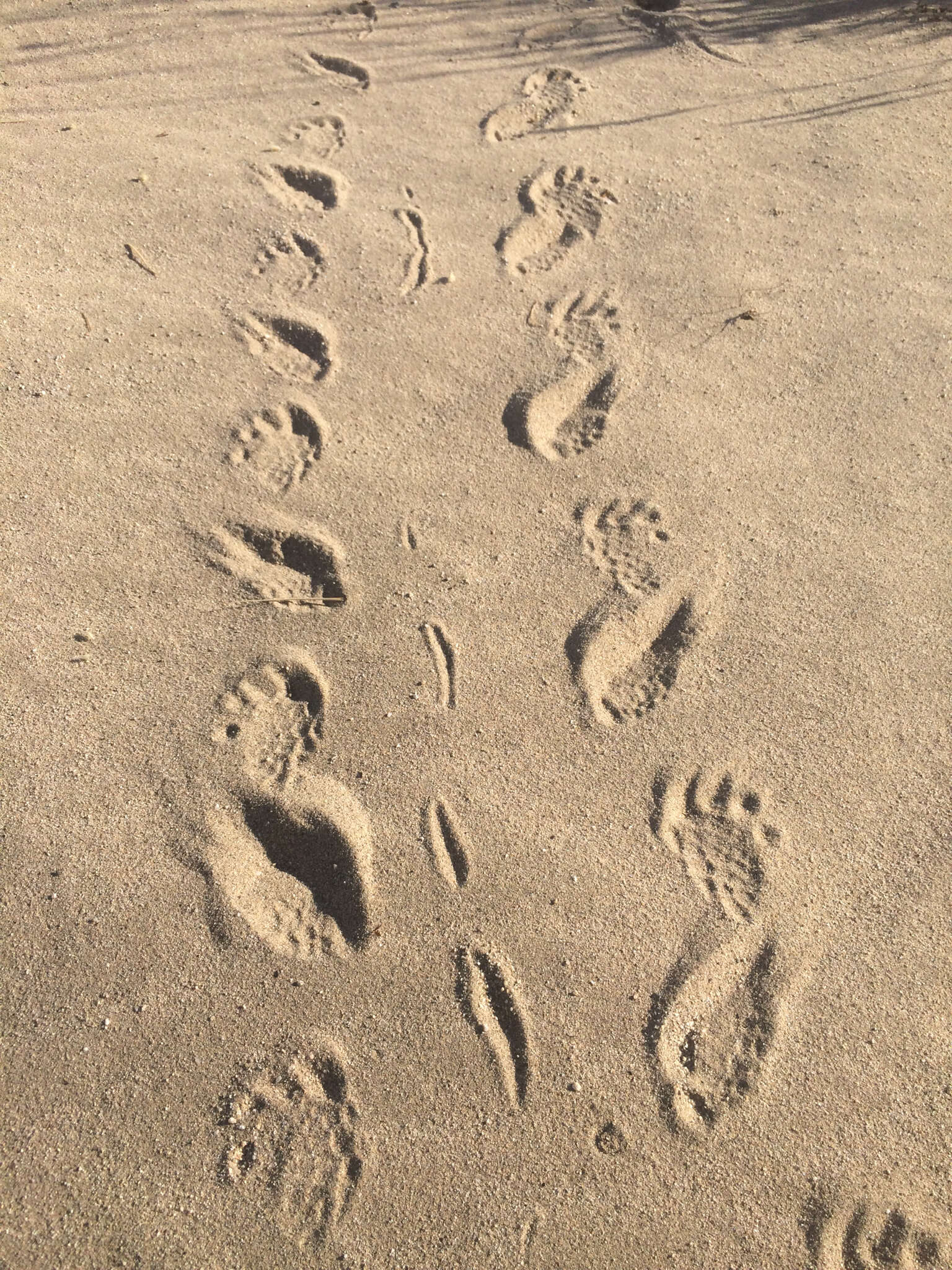 Image of desert tortoise