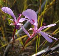 Image of Pelargonium divisifolium P. Vorster