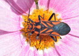 Image of Spilostethus decoratus (Stal & C. 1867)