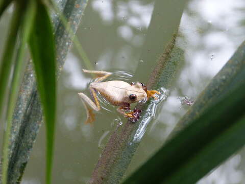 Image of Map Treefrog