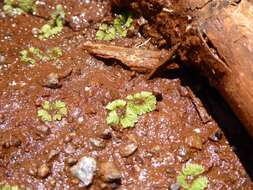 Image of Riccia cavernosa Hoffm.