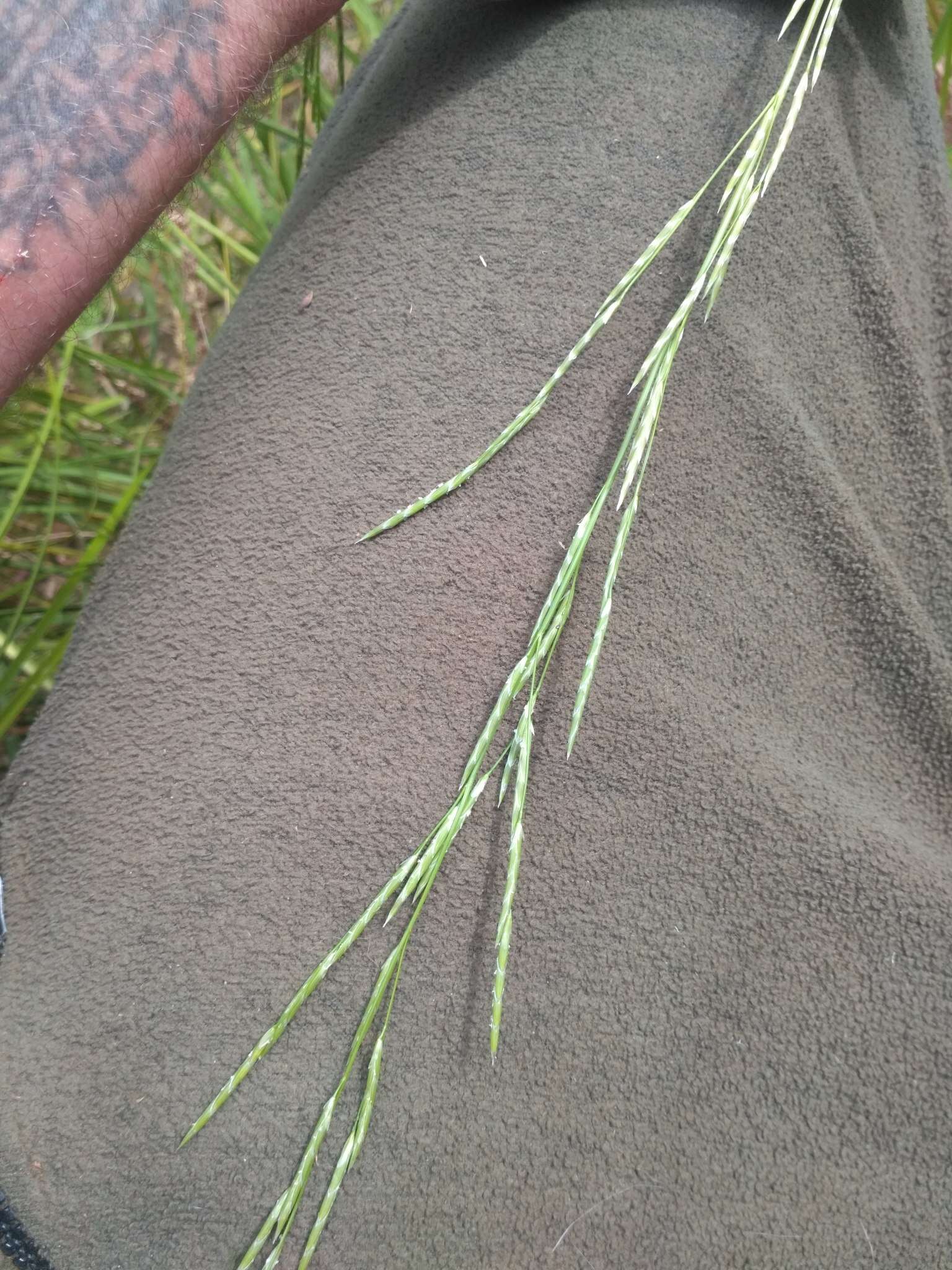 Image of Waxy Manna Grass