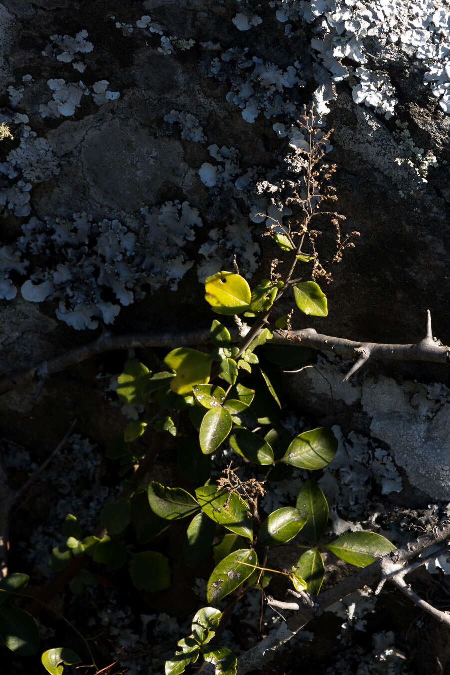 Image of Searsia acocksii (Moffett) Moffett