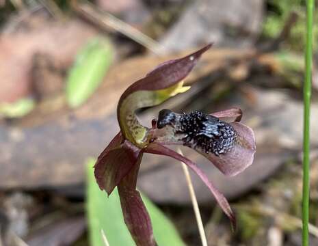 Image of Chiloglottis sphaerula D. L. Jones