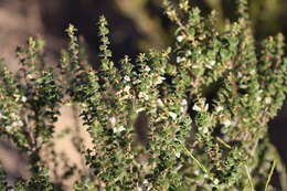 Image of Leucopogon cordifolius Lindl.