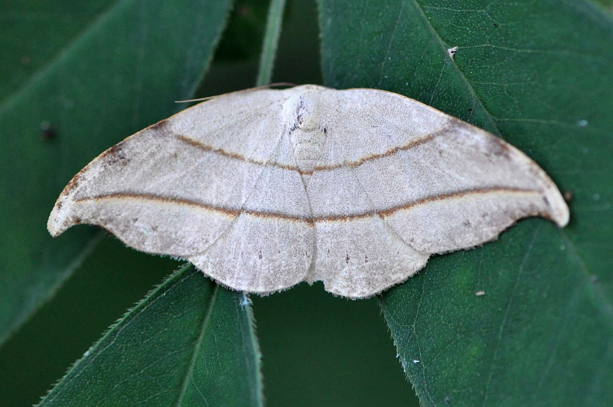 Image of Nordstromia japonica Moore 1877