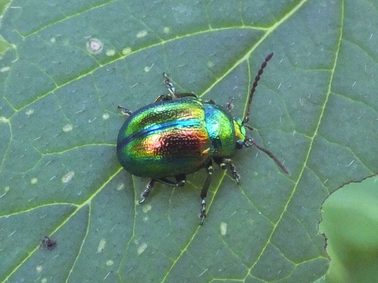 Image of Chrysolina fastuosa