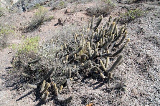 Image of Cleistocactus varispinus F. Ritter