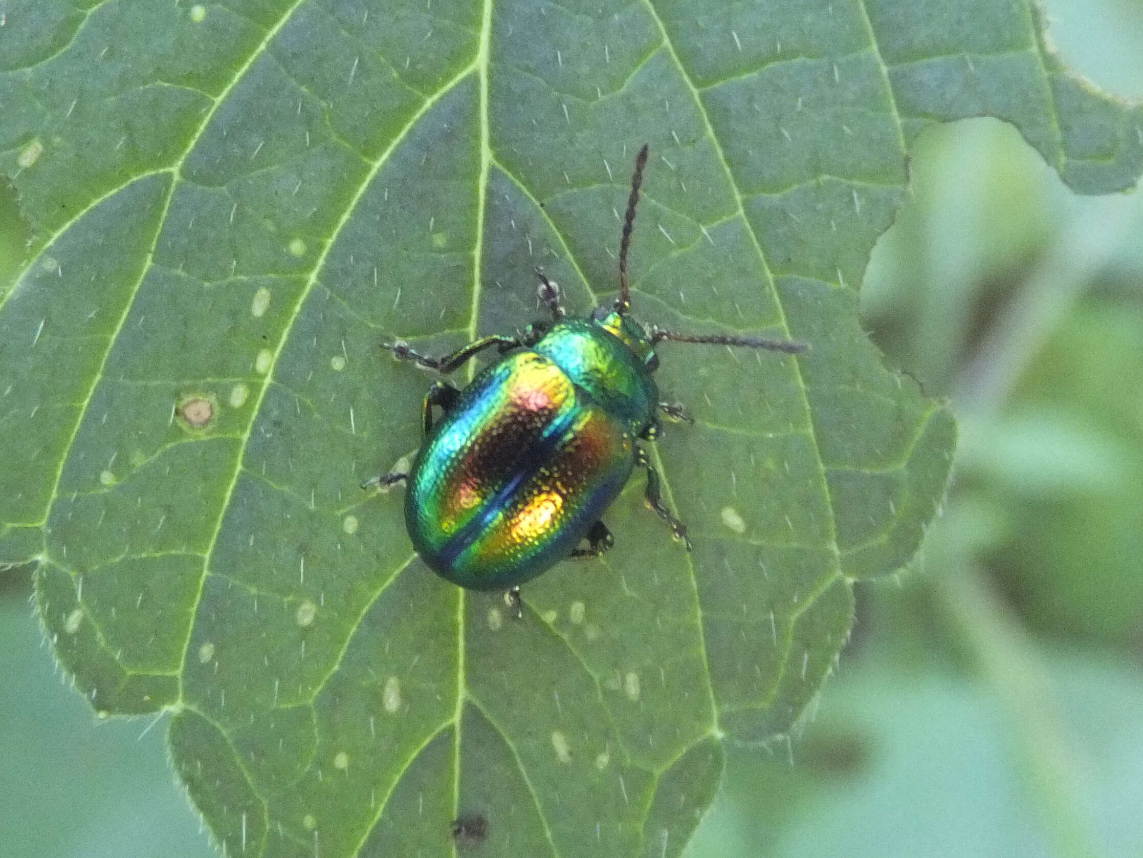 Image of Chrysolina fastuosa