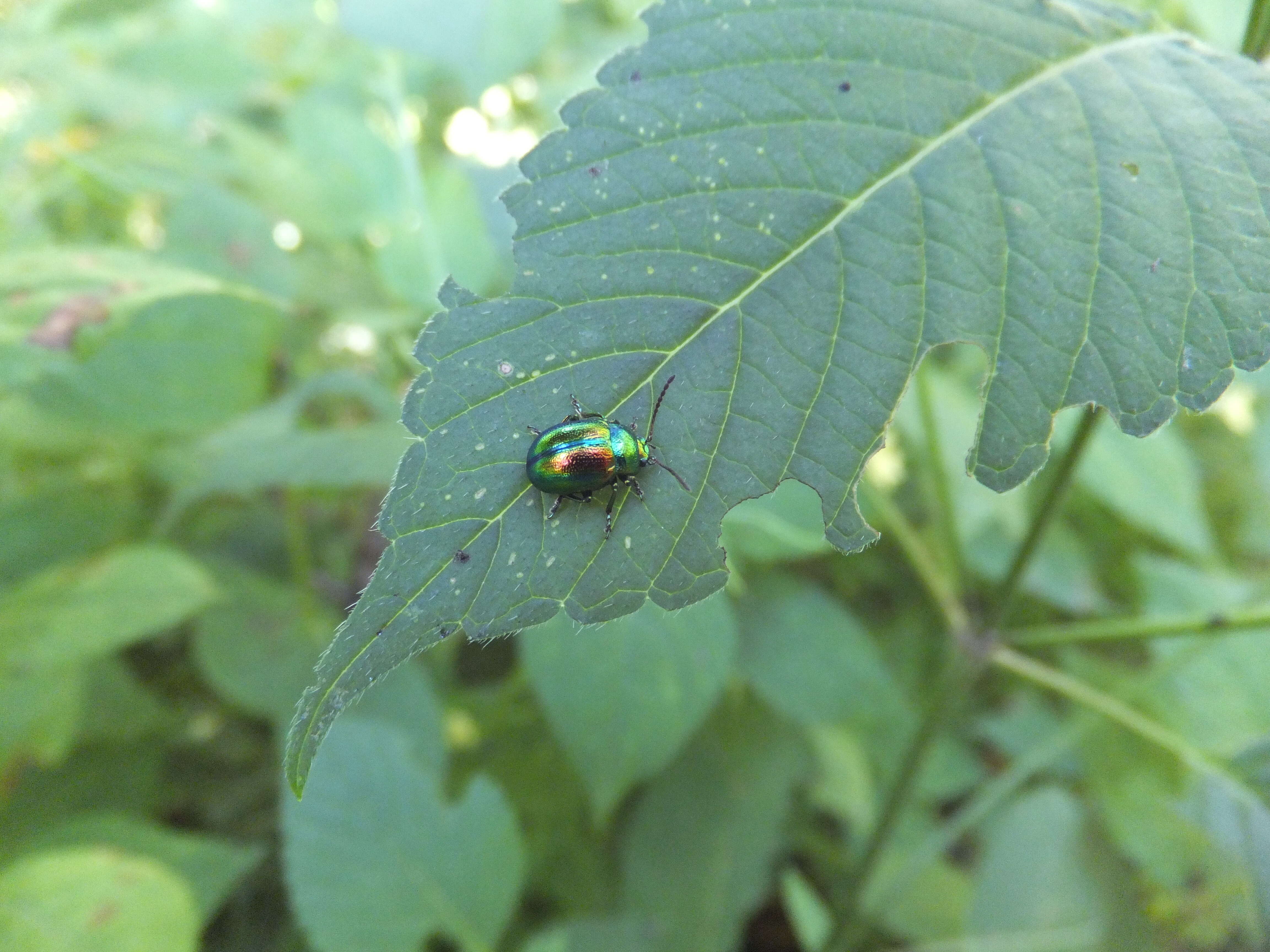 Image of Chrysolina fastuosa