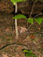 Image of Tulip-tree Silkmoth