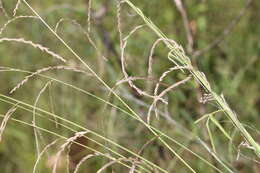 Image of Australian sprangletop