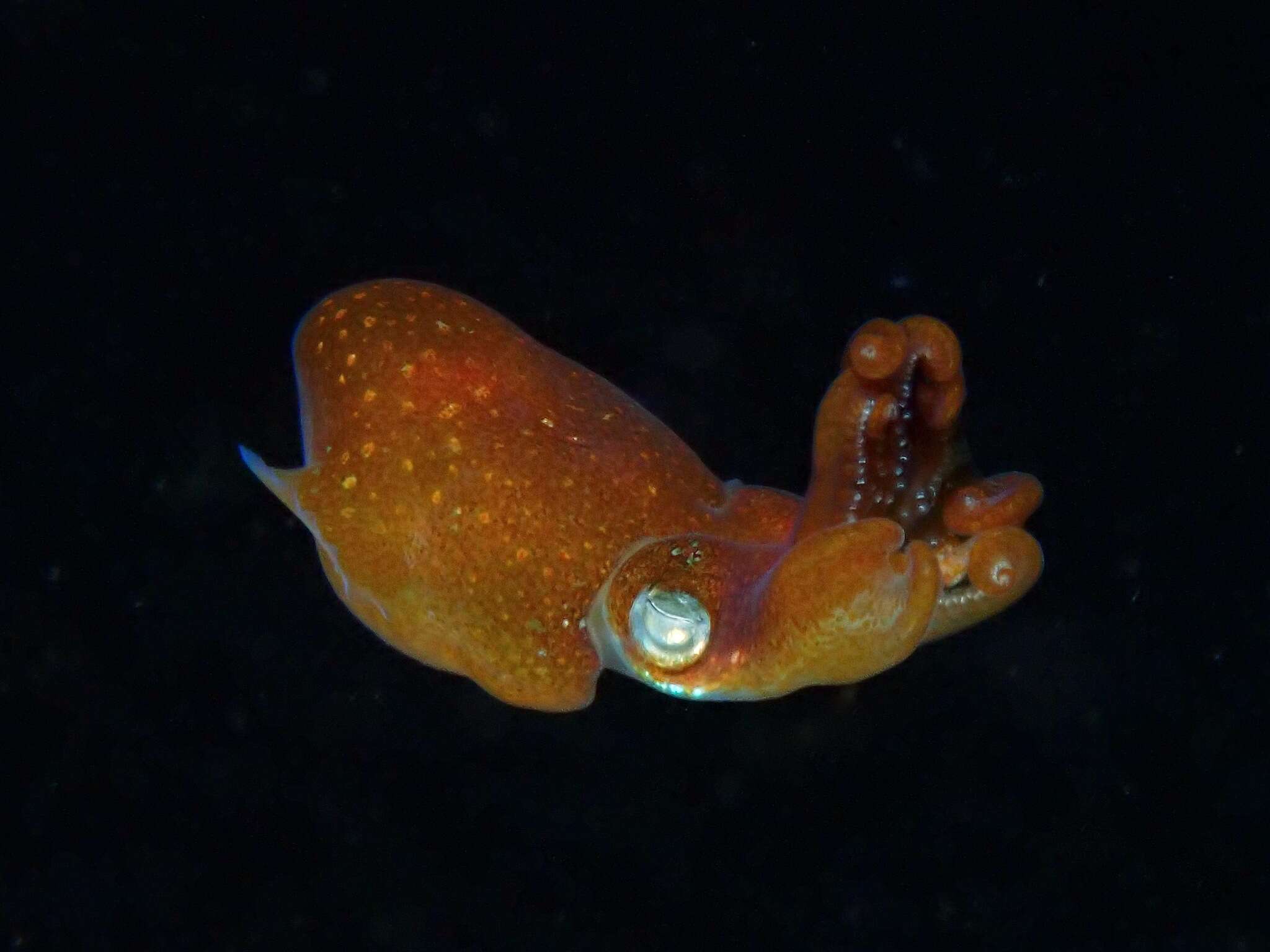 Image of Koch's Bottletail Squid