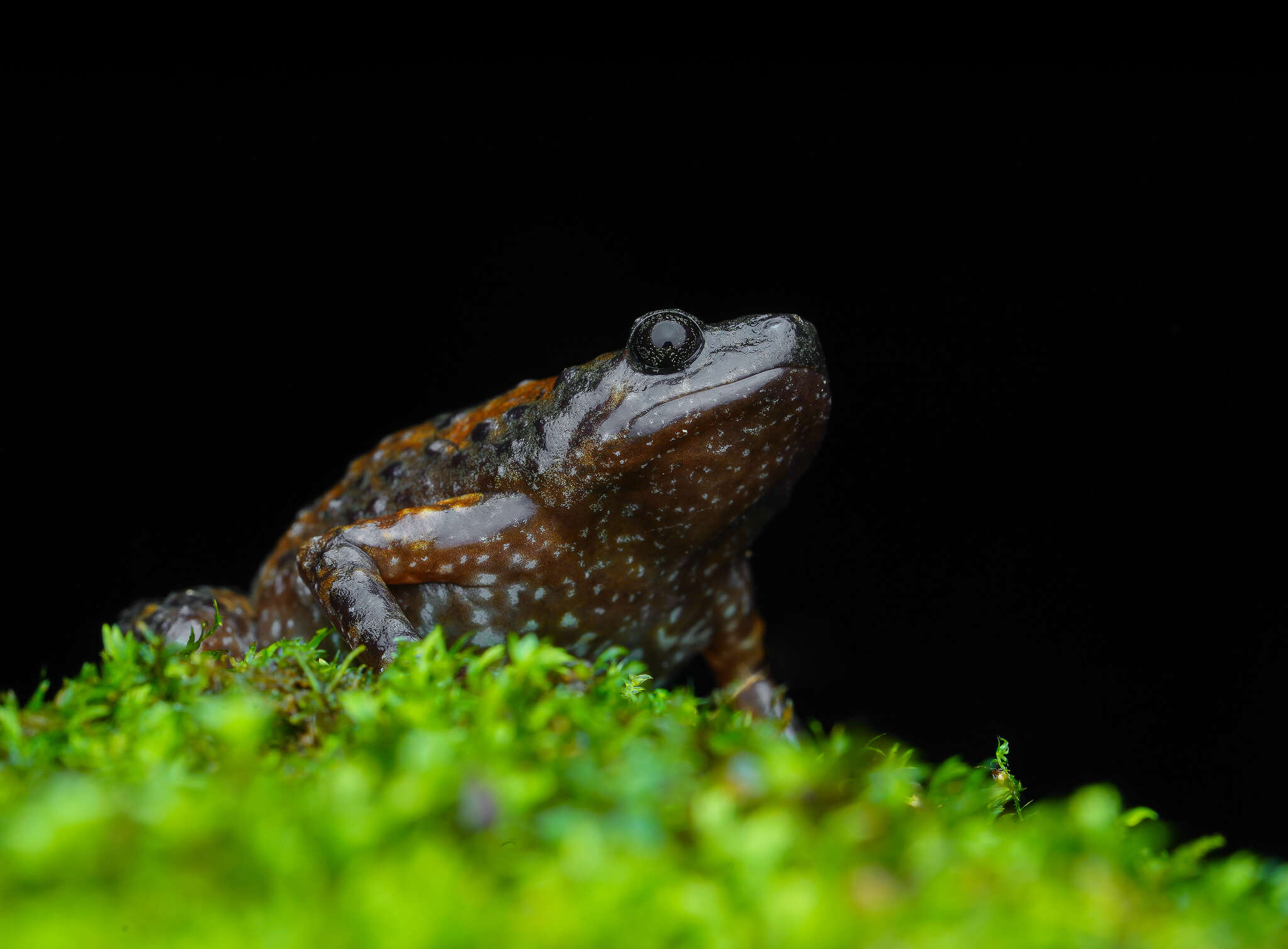 Uperodon montanus (Jerdon 1853)的图像