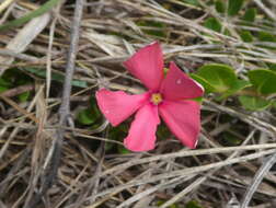 Image of Catharanthus ovalis Markgr.