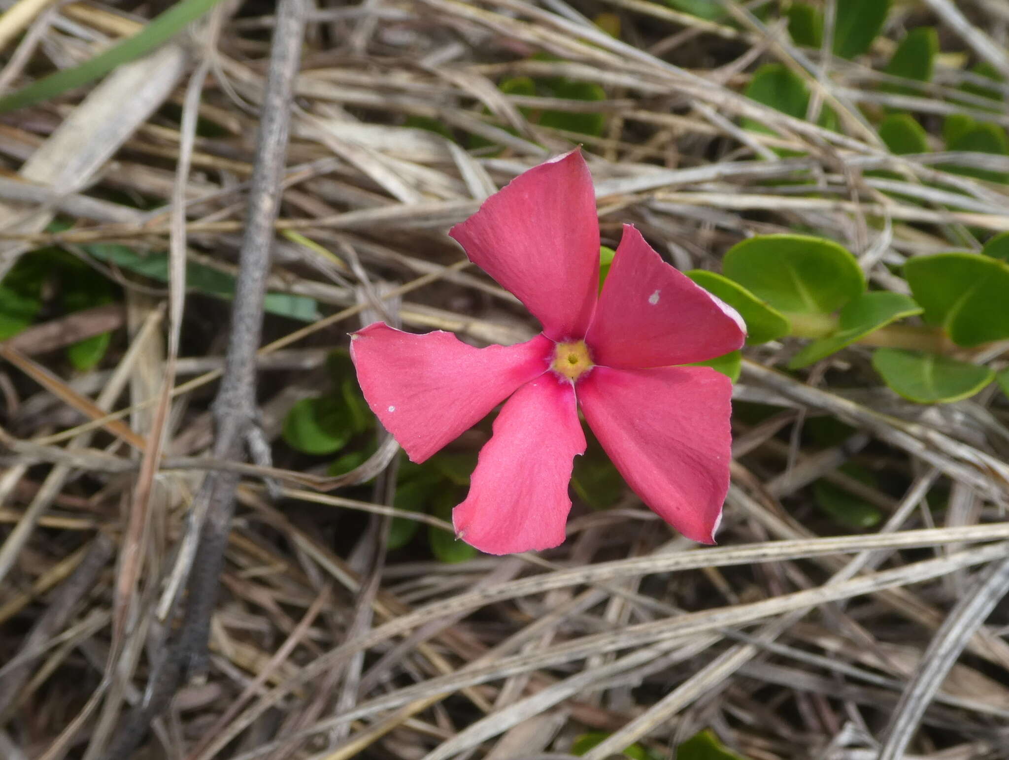 Image of Catharanthus ovalis Markgr.