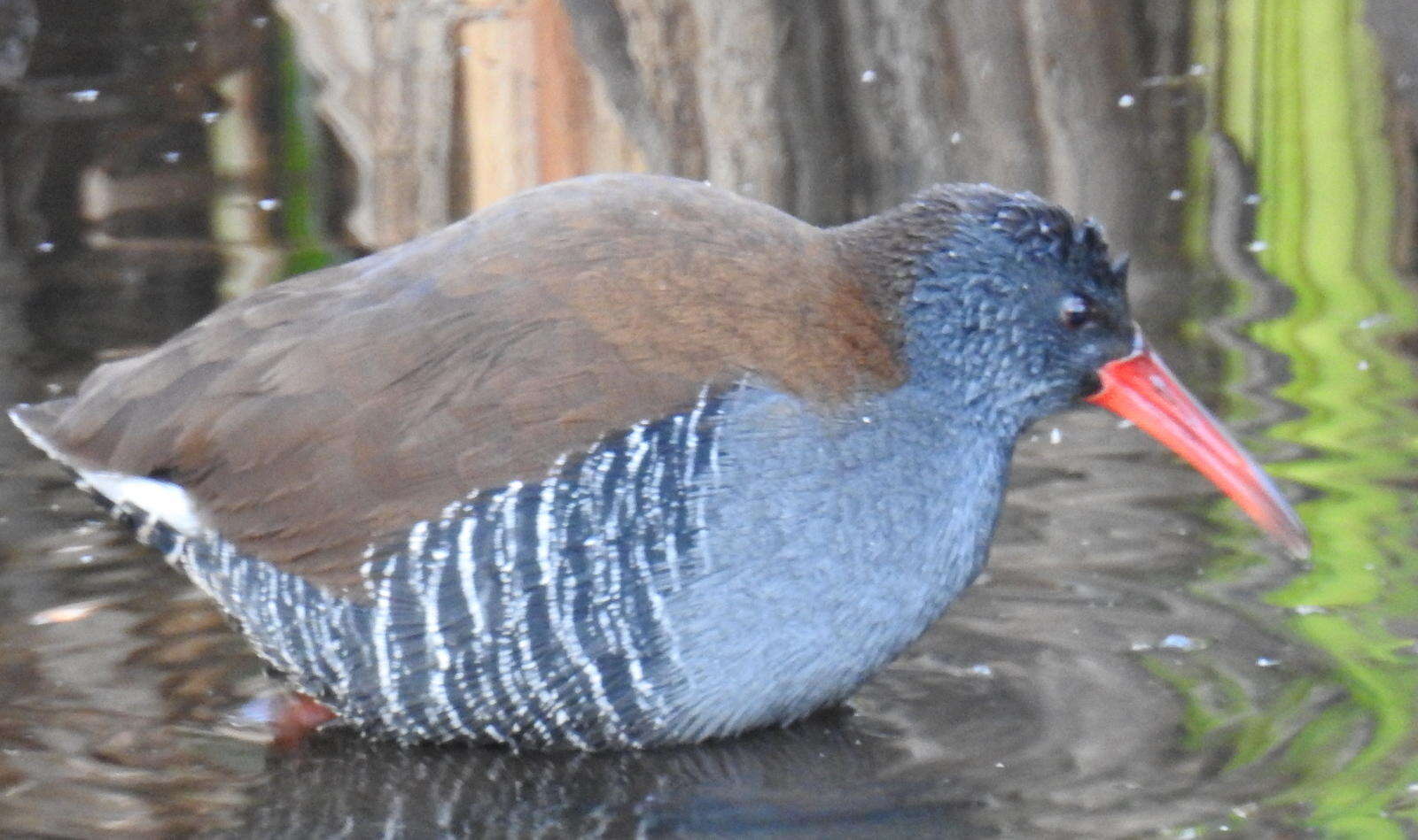 Image of African Rail